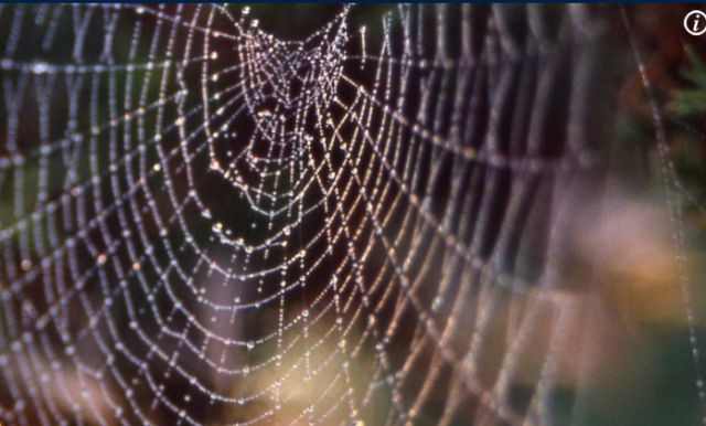 Les araignées reconnaissent les vibrations du "web"