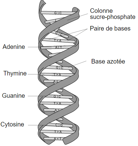 Bactéries et cellules vivantes ont une même structure ADN