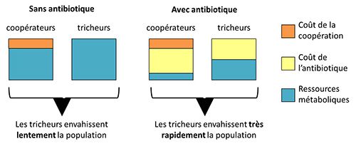 Les antibiotiques favorisent le jeu de dupe de certaines bactéries