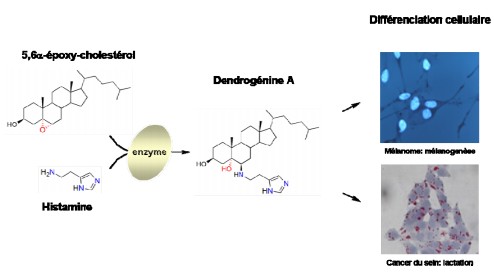 Une molécule issue du cholestérol aux propriétés anti-cancéreuses