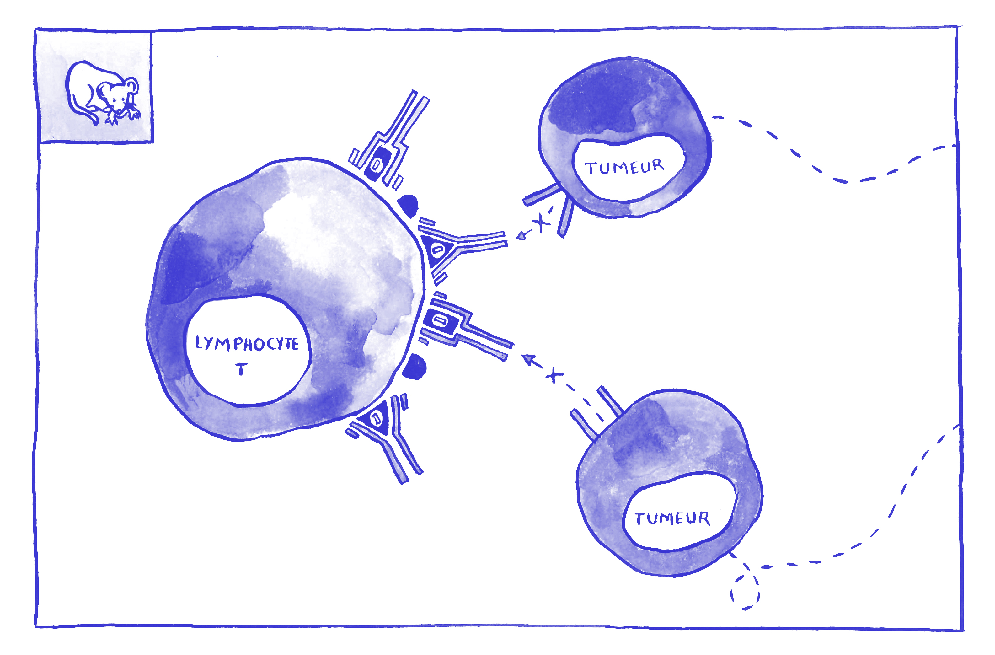 Un nouvel anticorps "2 en 1" efficace contre le cancer