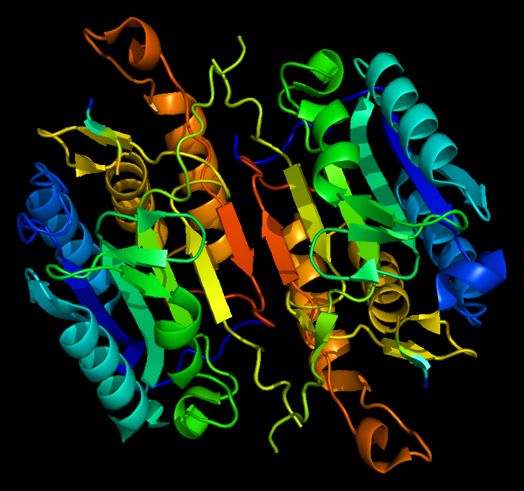 Compréhension du rôle de la caspase 7 dans la mort cellulaire