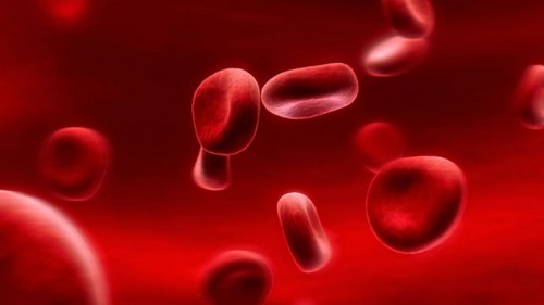 Un nouvel antidote aux anticoagulants plus efficace que les protéines naturelles