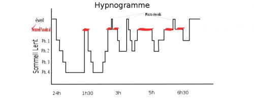 Une voie régulant le sommeil identifiée