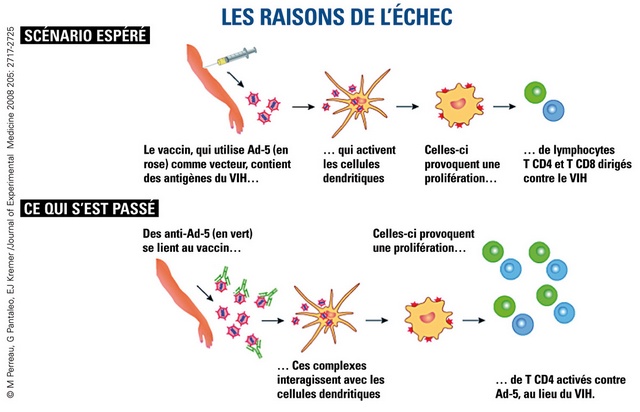 VIH : Pourquoi un vaccin préventif a échoué