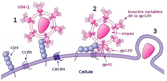 Une recherche sur la protéine gp41 pourrait contribuer à dessiner de futurs vaccins contre le VIH