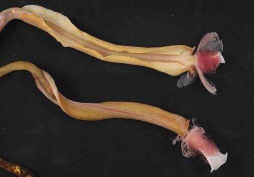 D’étranges créatures abyssales au large de la Nouvelle-Zélande