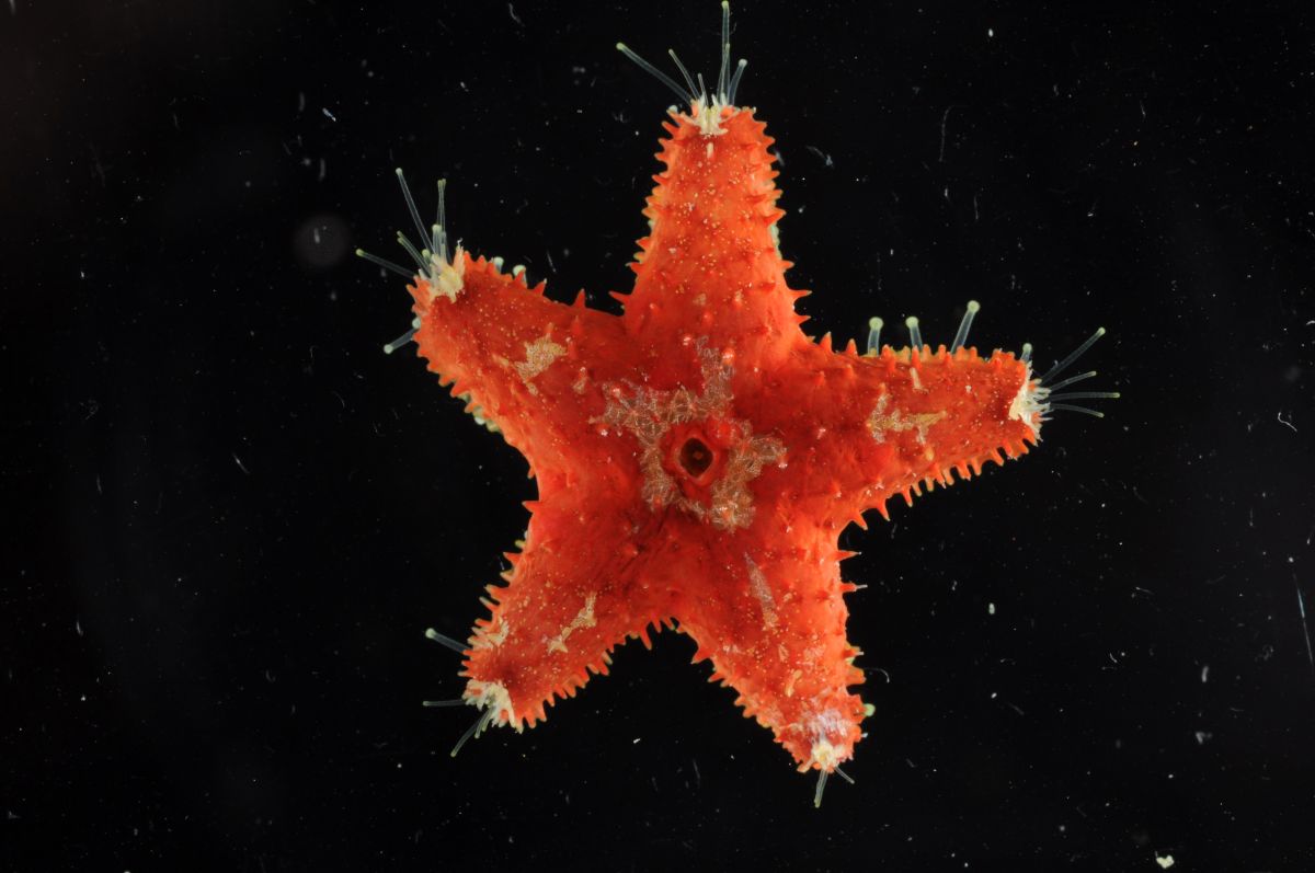 Découverte: des étoiles de mer carnivores mangeuses d'ours polaires