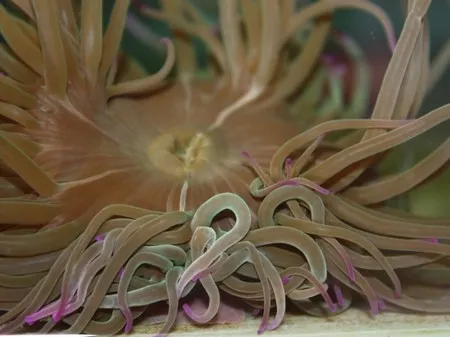 Premières cultures de la "petite ortie de mer" en captivité