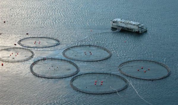 Politique alimentaire: développement de la pisciculture