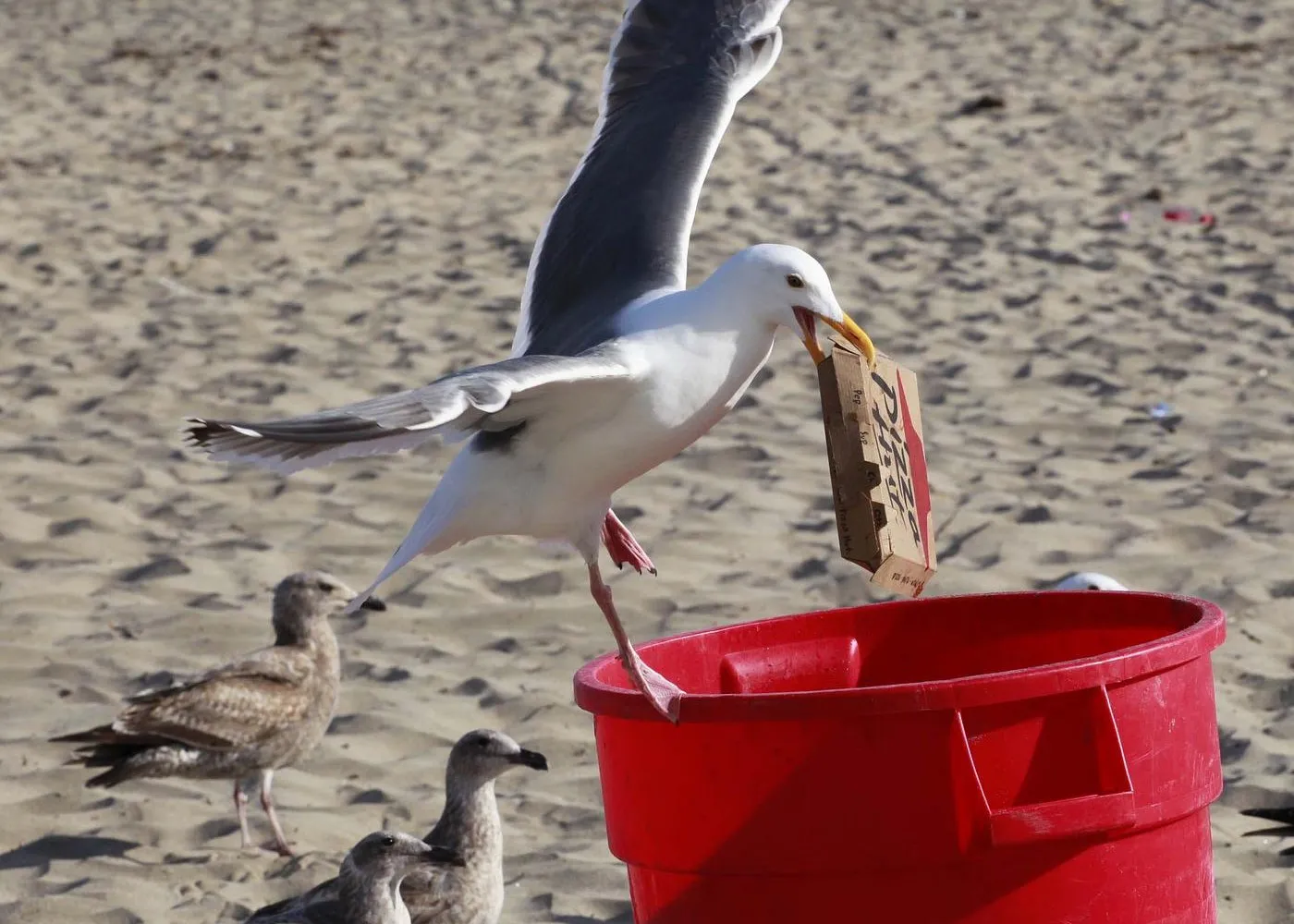 Pourquoi certains oiseaux sont-ils plus intelligents que d'autres ?