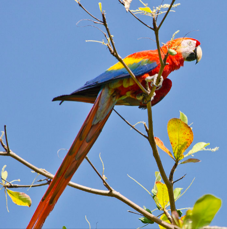 Les capacités cognitives des oiseaux sont étonnantes