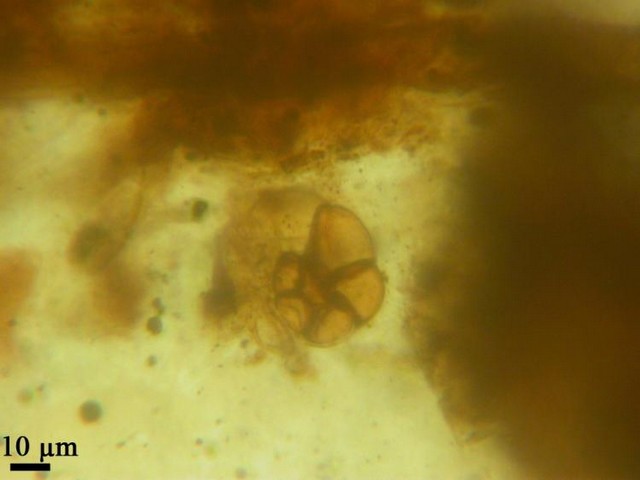 Du plancton marin retrouvé dans de l'ambre