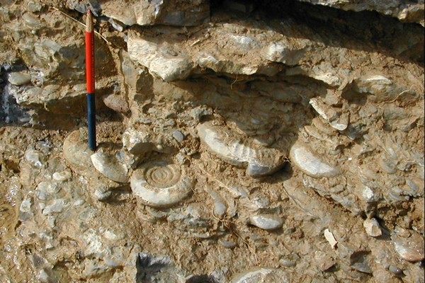 La reconquête éclair des ammonites après la plus grande extinction de tous les temps