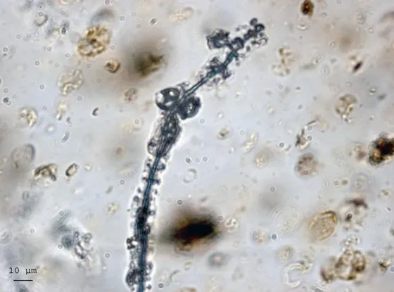 Des cyanobactéries datant de 100 millions d'années !