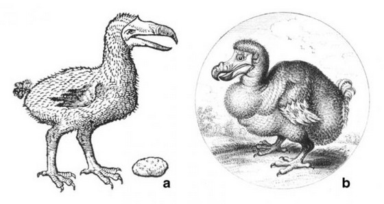 Le dodo... pas si dodu que ça !
