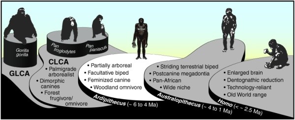 Avant Lucy, il y eu Ardi : l’analyse majeure de l'un des premiers hominidés connus
