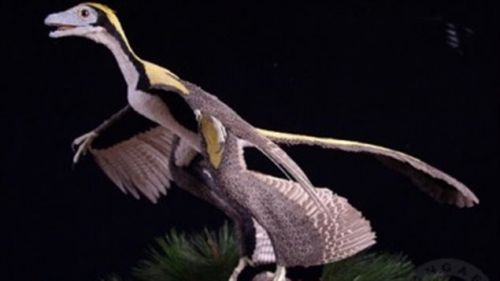 Avant d'avoir deux ailes, les oiseaux en ont eu quatre