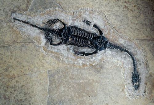Pourquoi le monstre du Loch Ness n’est pas un plésiosaure
