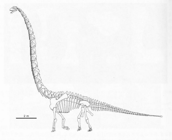 Un gigantesque dinosaure d'affinités chinoises découvert en Thaïlande