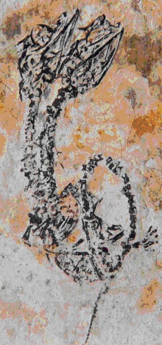 Découverte d’un fossile de reptile à deux têtes