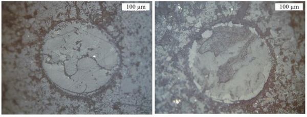Des spores résistant aux forces de la Terre