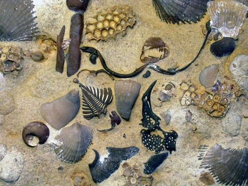 L'Ordovicien : quand la vie s’est répandue dans les océans…