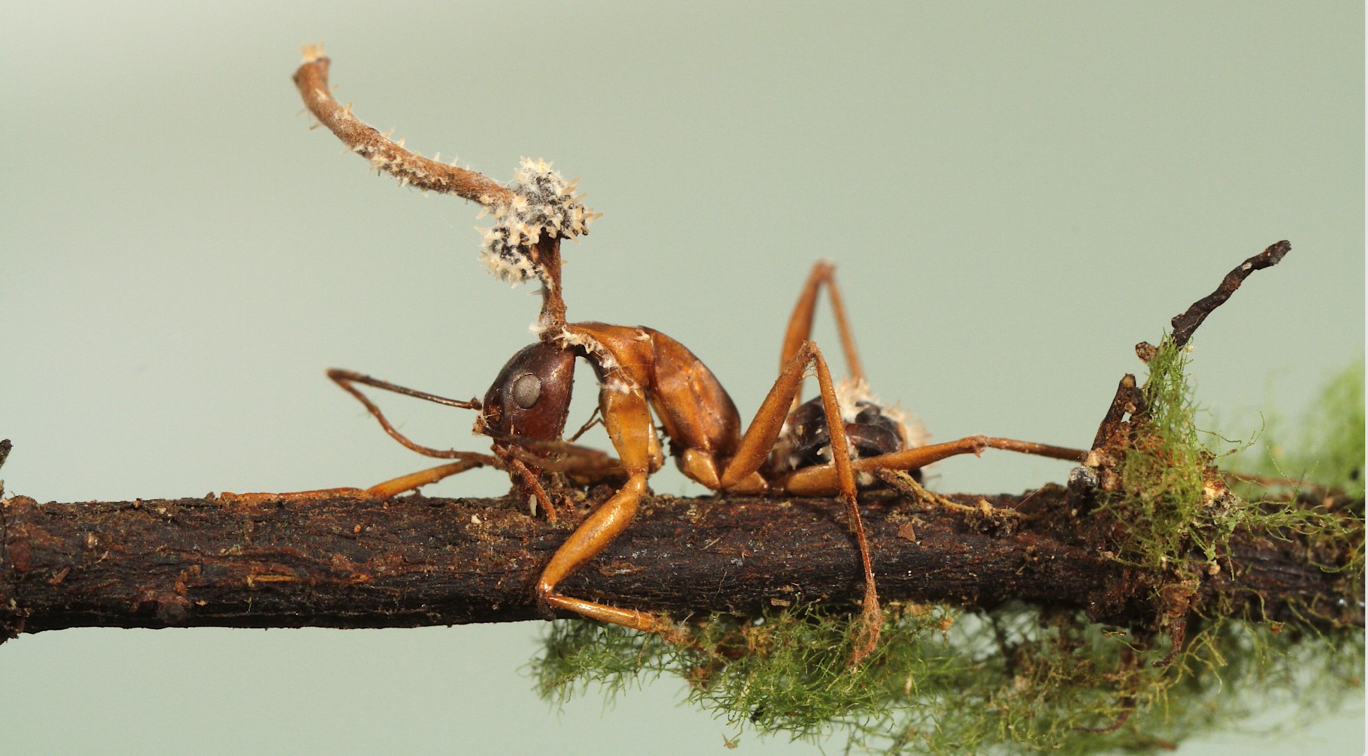 Ces photos glaçantes montrent des parasites "zombifiants" émergeant du corps de leur hôte