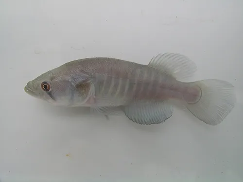 La viviparité a favorisé la diversification des poissons