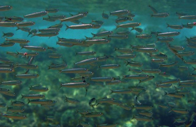 Où sont passés les anchois et les sardines ?