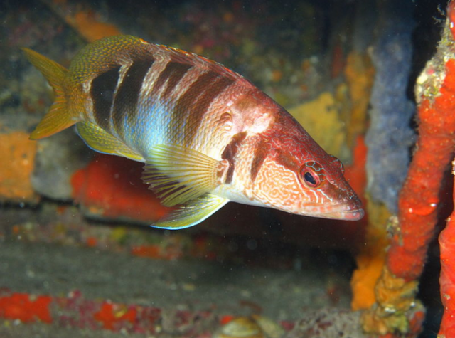Petit poisson deviendra grand si...