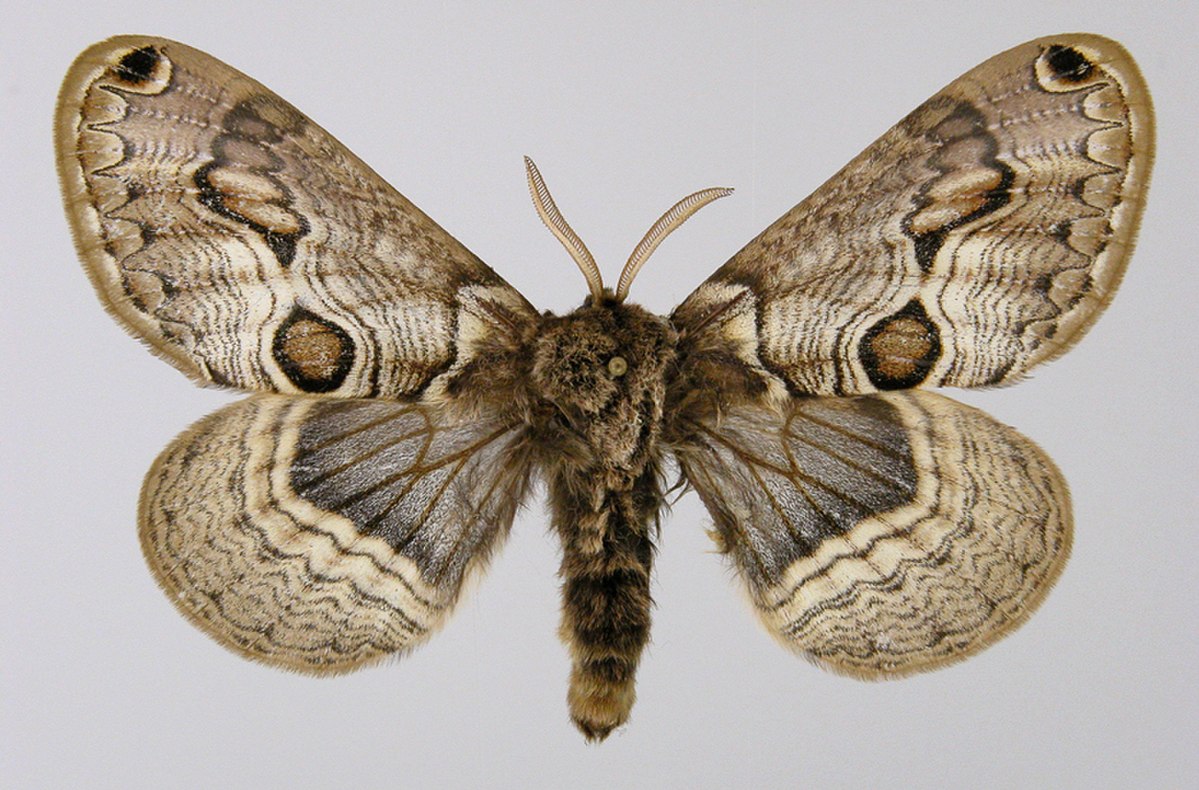 Brahmaeidae