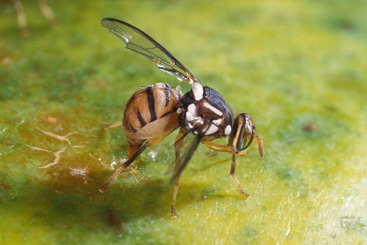Mouche orientale des fruits