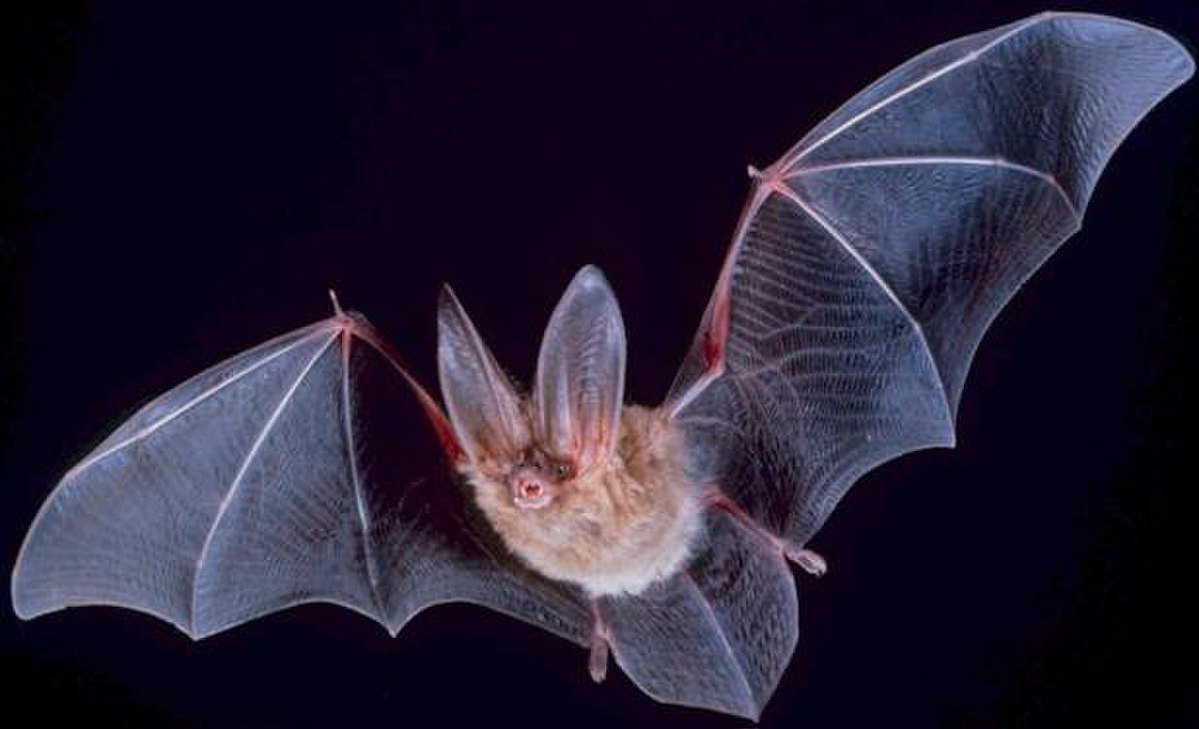 Chiroptera (classification phylogénétique)