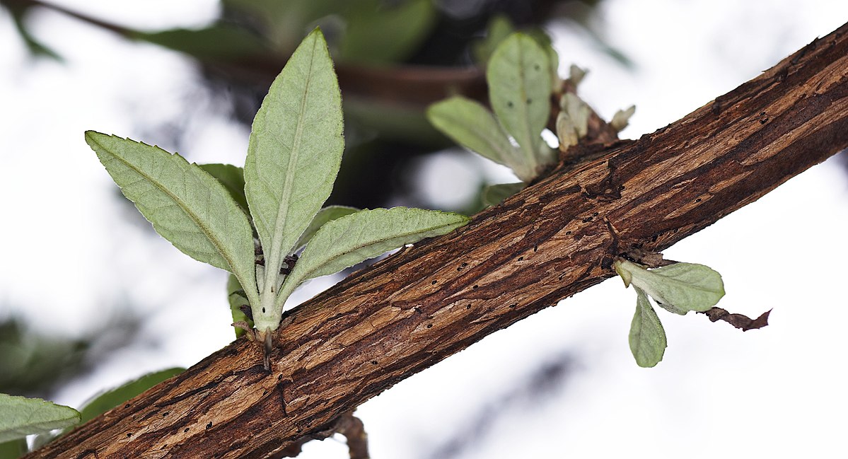 Buddleja davidii branch.jpg