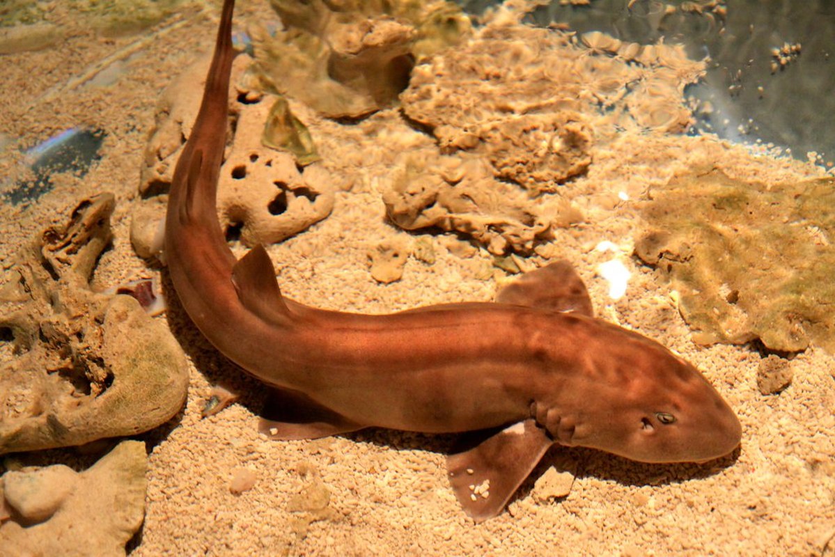 Hemiscylliidae