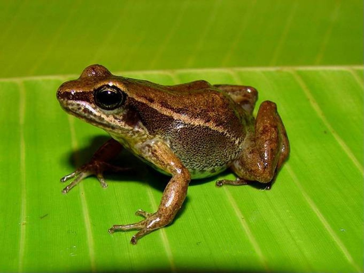 Colostethus