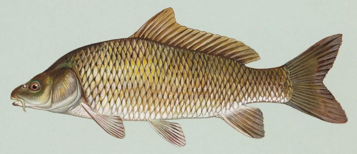 Carpe (poisson)
