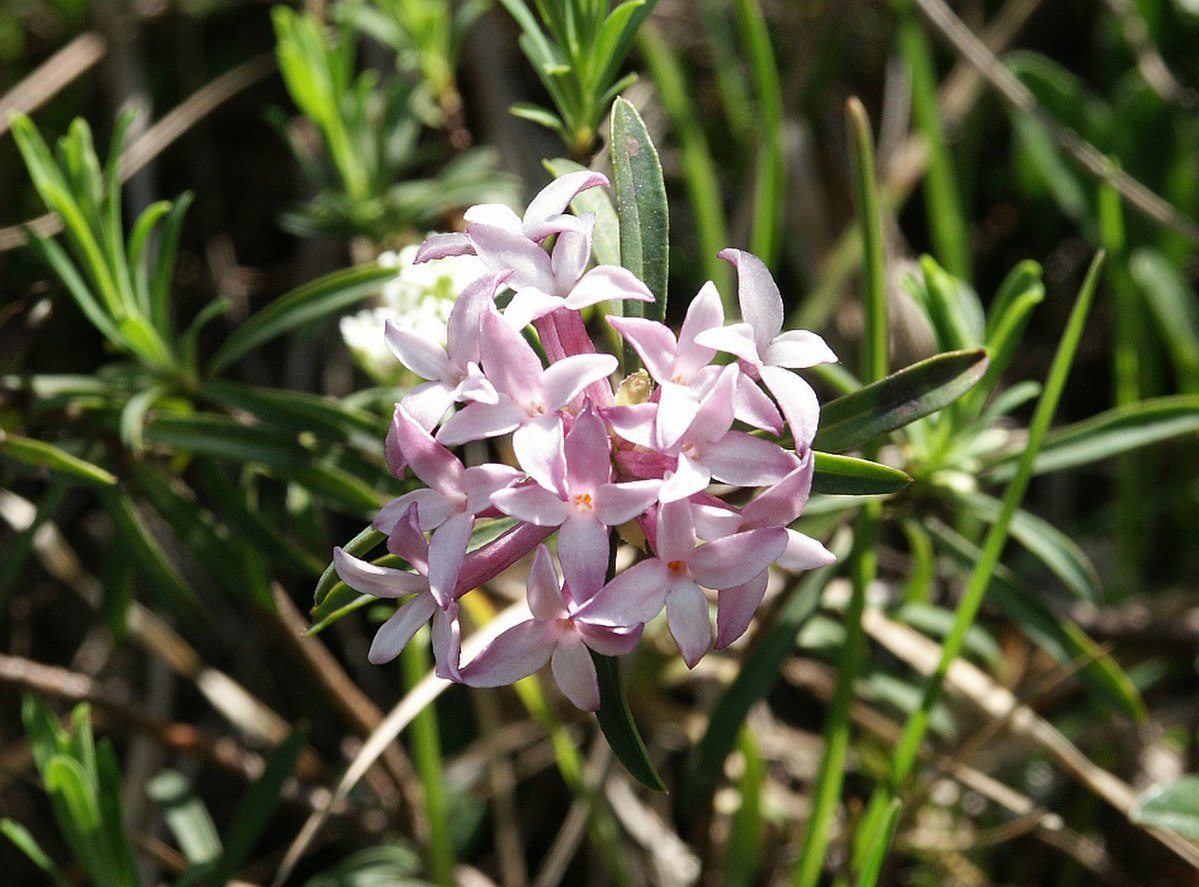 Daphne (genre)