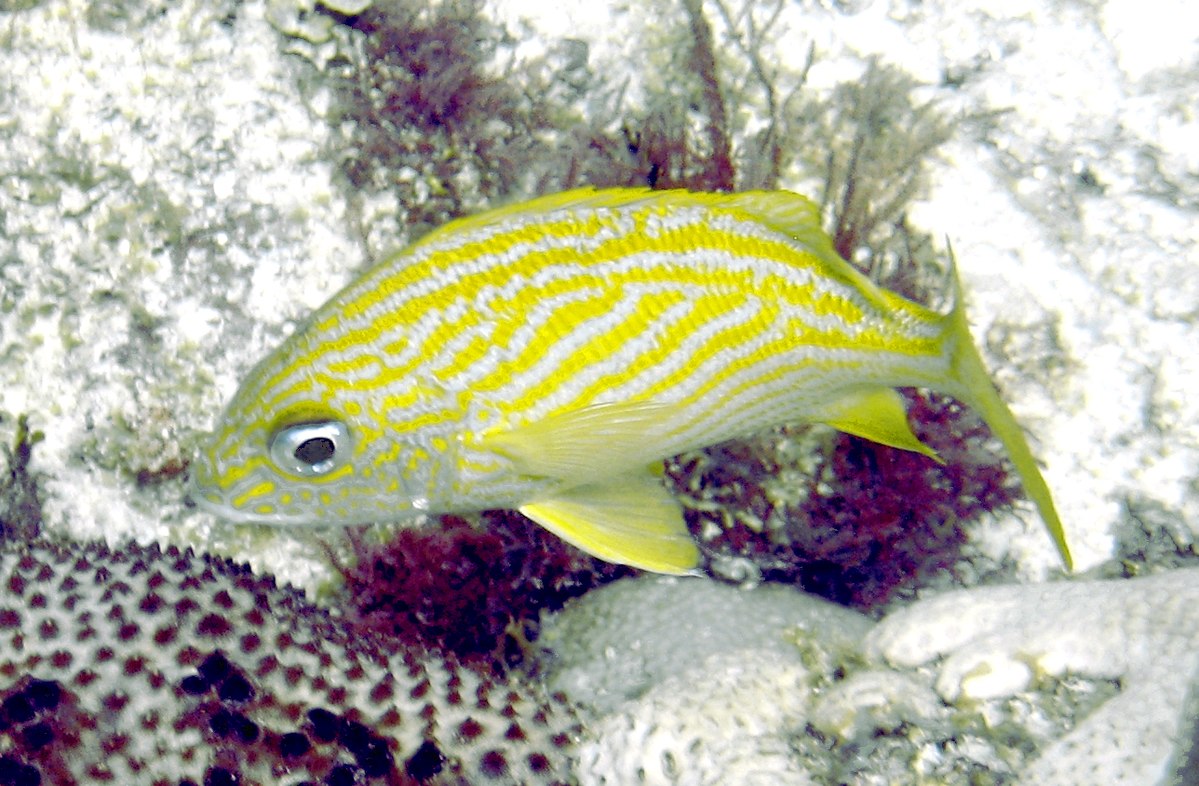 Haemulon flavolineatum