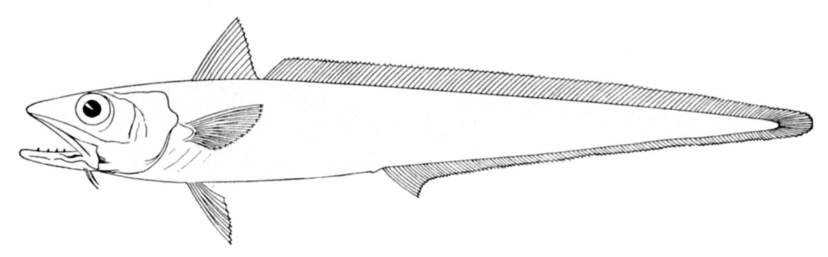 Hoki