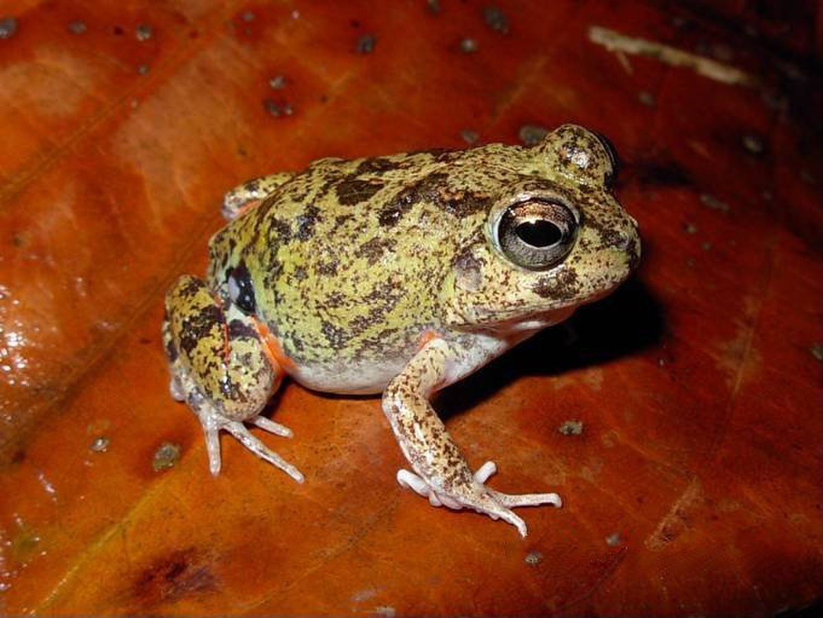 Leiuperidae