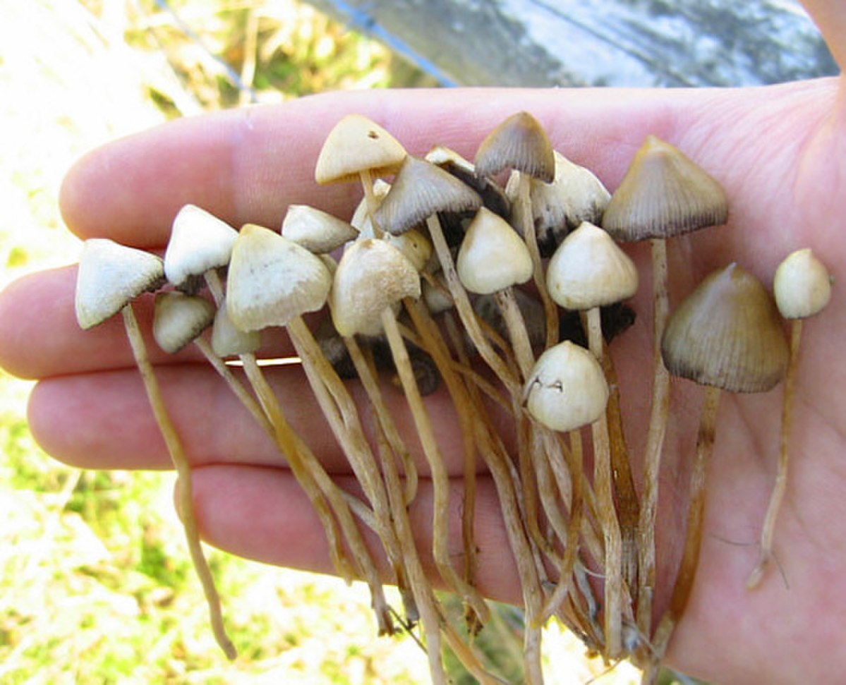 Champignon hallucinogène