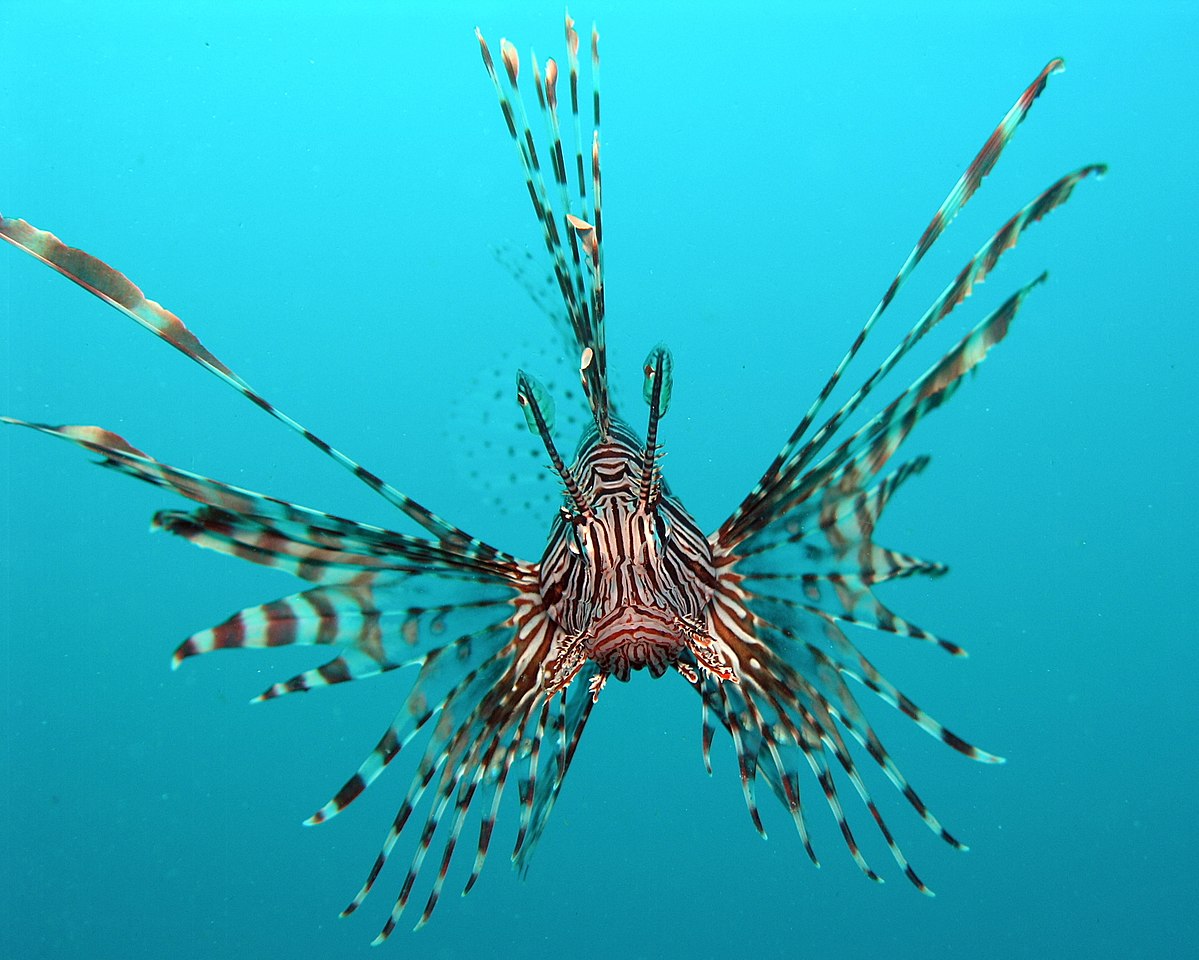 Pterois volitans