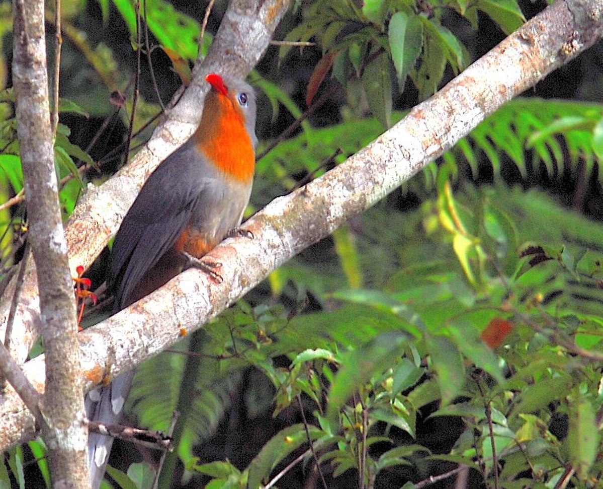 Malcoha javanais
