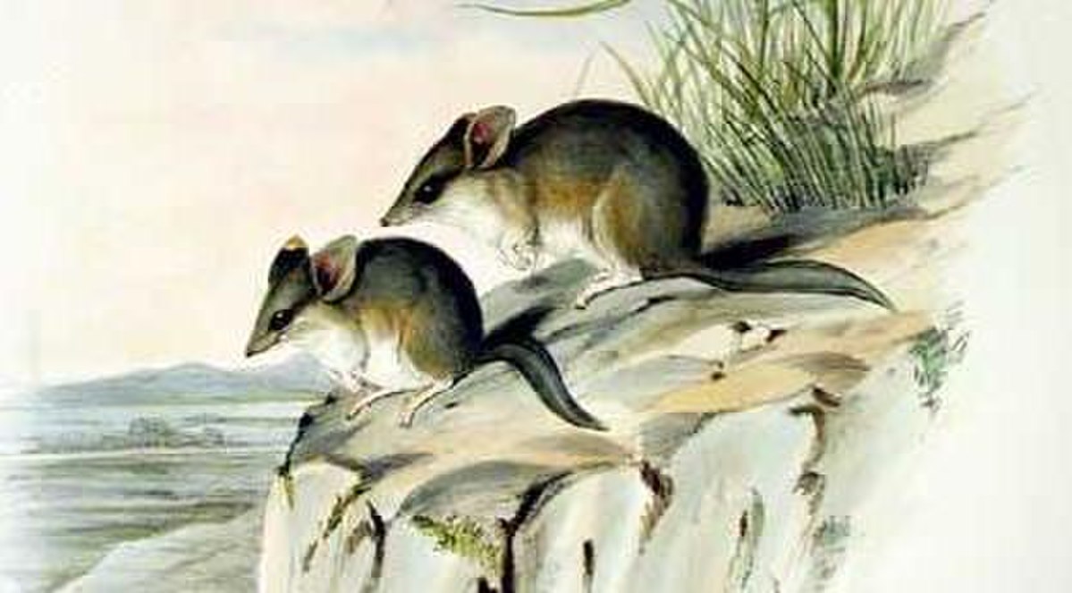 Souris marsupiale
