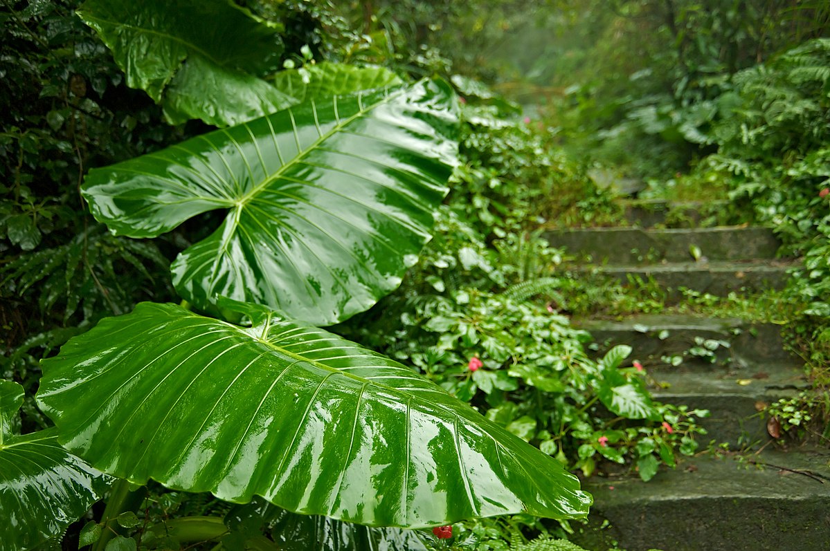Taiwan 2009 JinGuaShi Historic Gold Mine Abandoned Trail Giant Taro Elephant Ear Taro FRD 8760.jpg