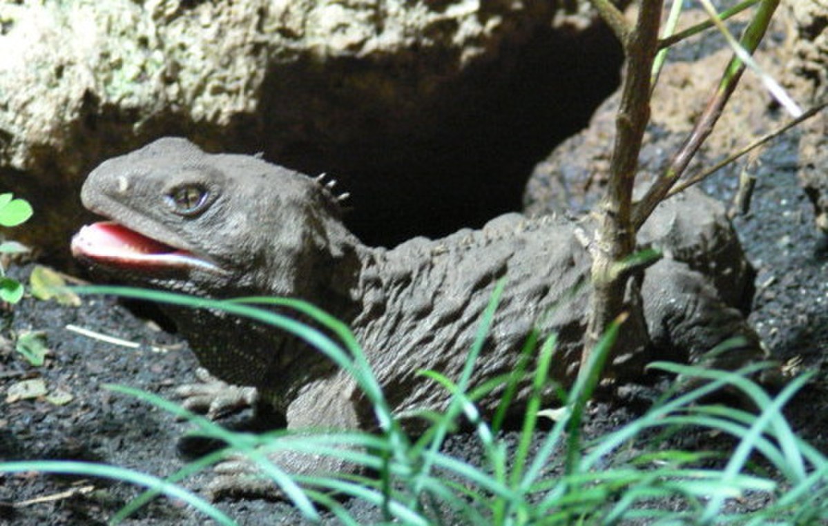 Sphenodon punctatus