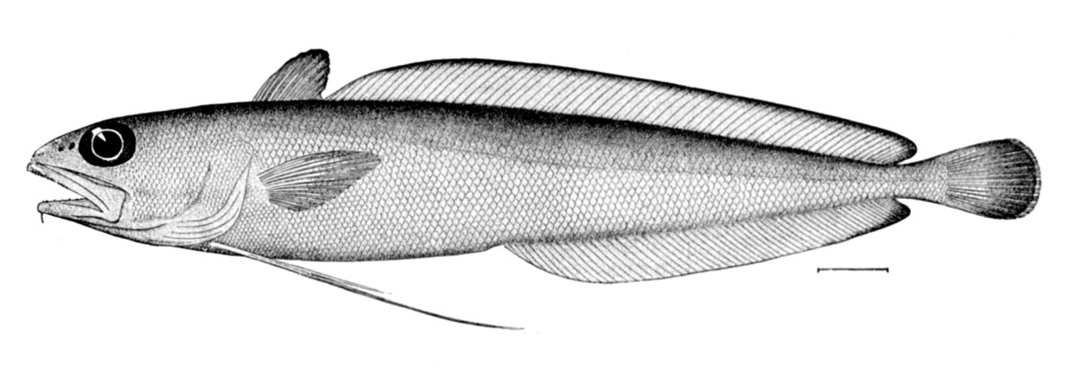 Urophycis