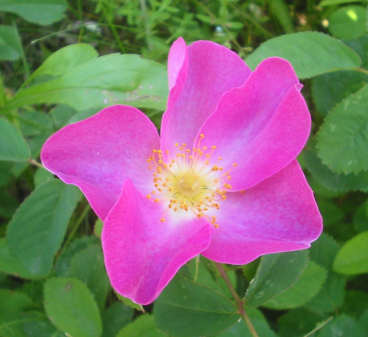 Rosa sect. Gallicanae